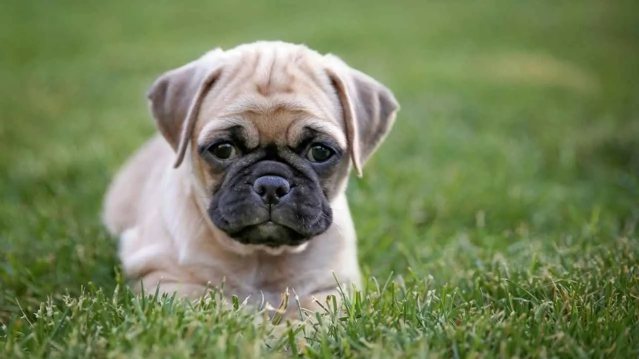 Chug