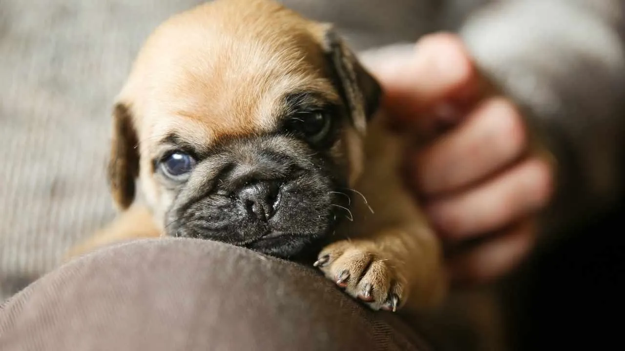 Chug