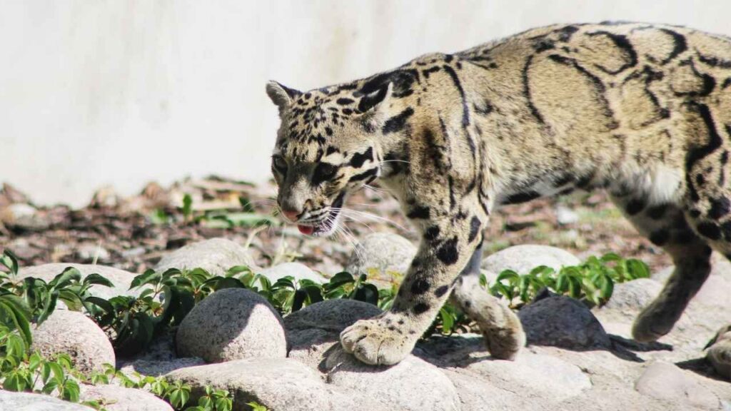 Clouded Leopard