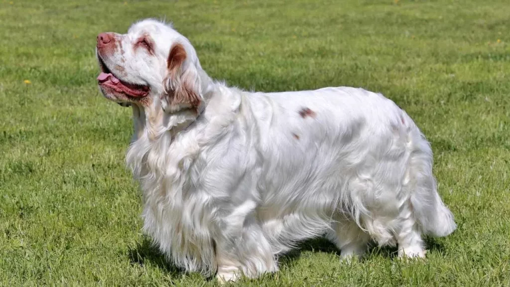 Clumber-Spaniel