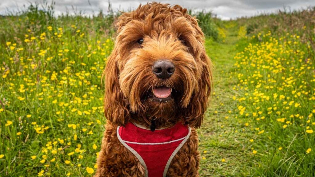 cockapoo