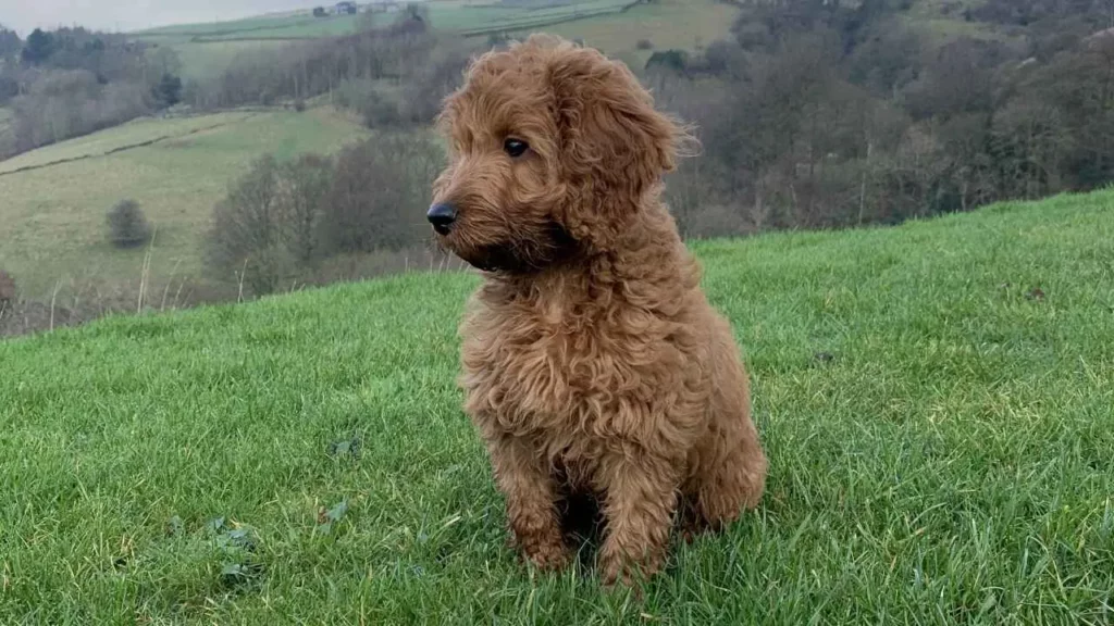 Cockapoo-2