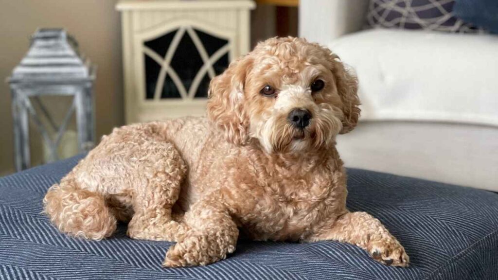 cockapoo