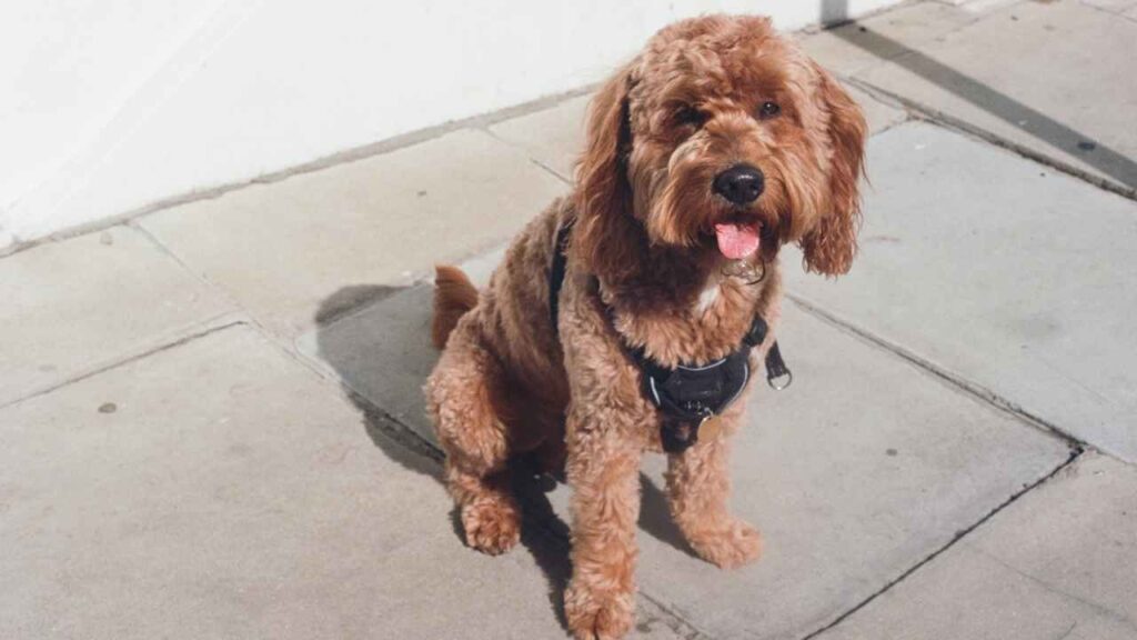 cockapoo