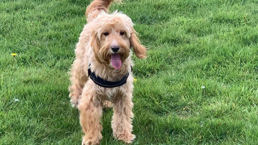 Cockapoo-8