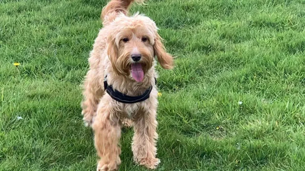 cockapoo