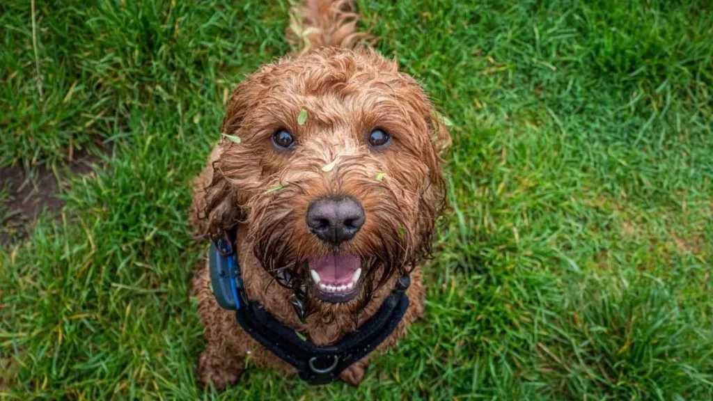 cockapoo