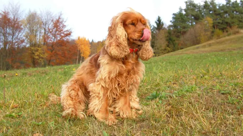 cocker spaniel