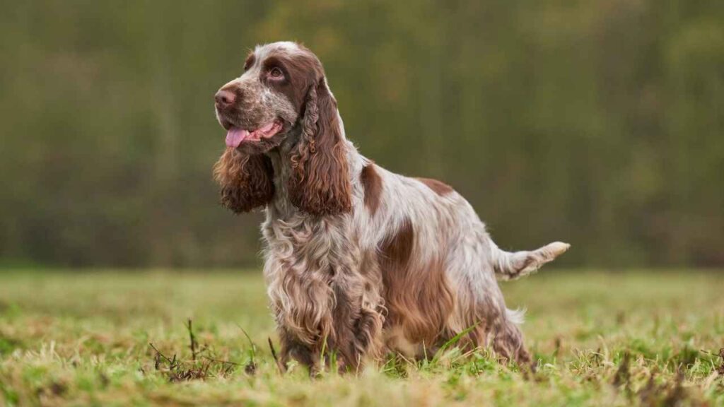 Cocker Spaniel