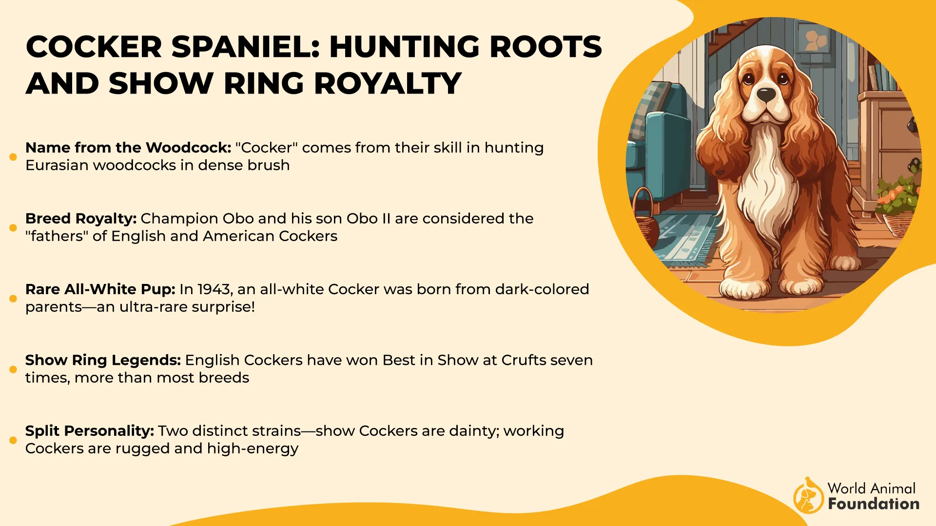 Cocker Spaniel Hunting Roots and Show Ring Royalty-01