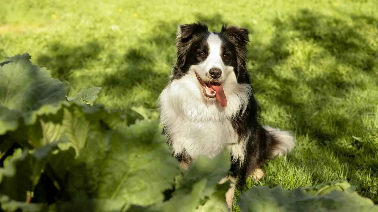 Collie