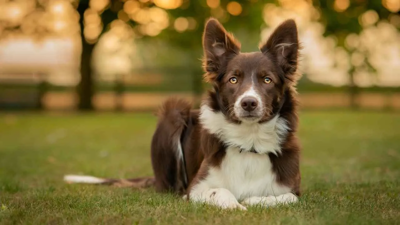 Collie