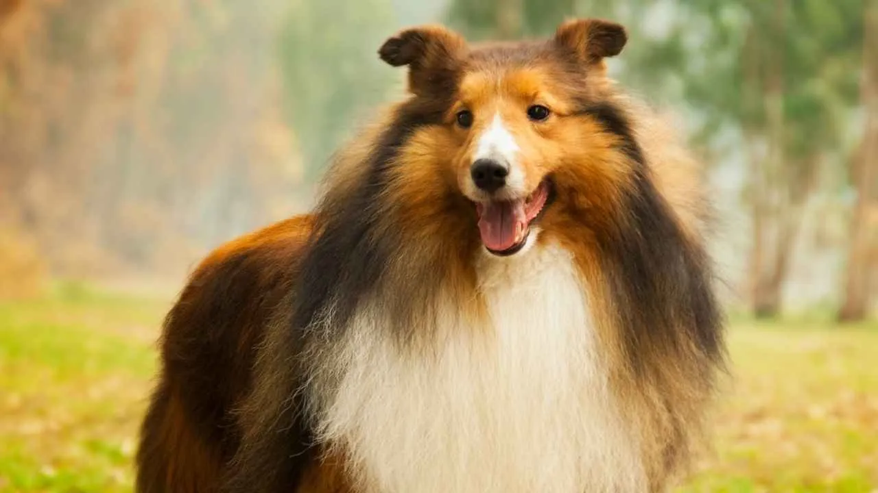 Collie