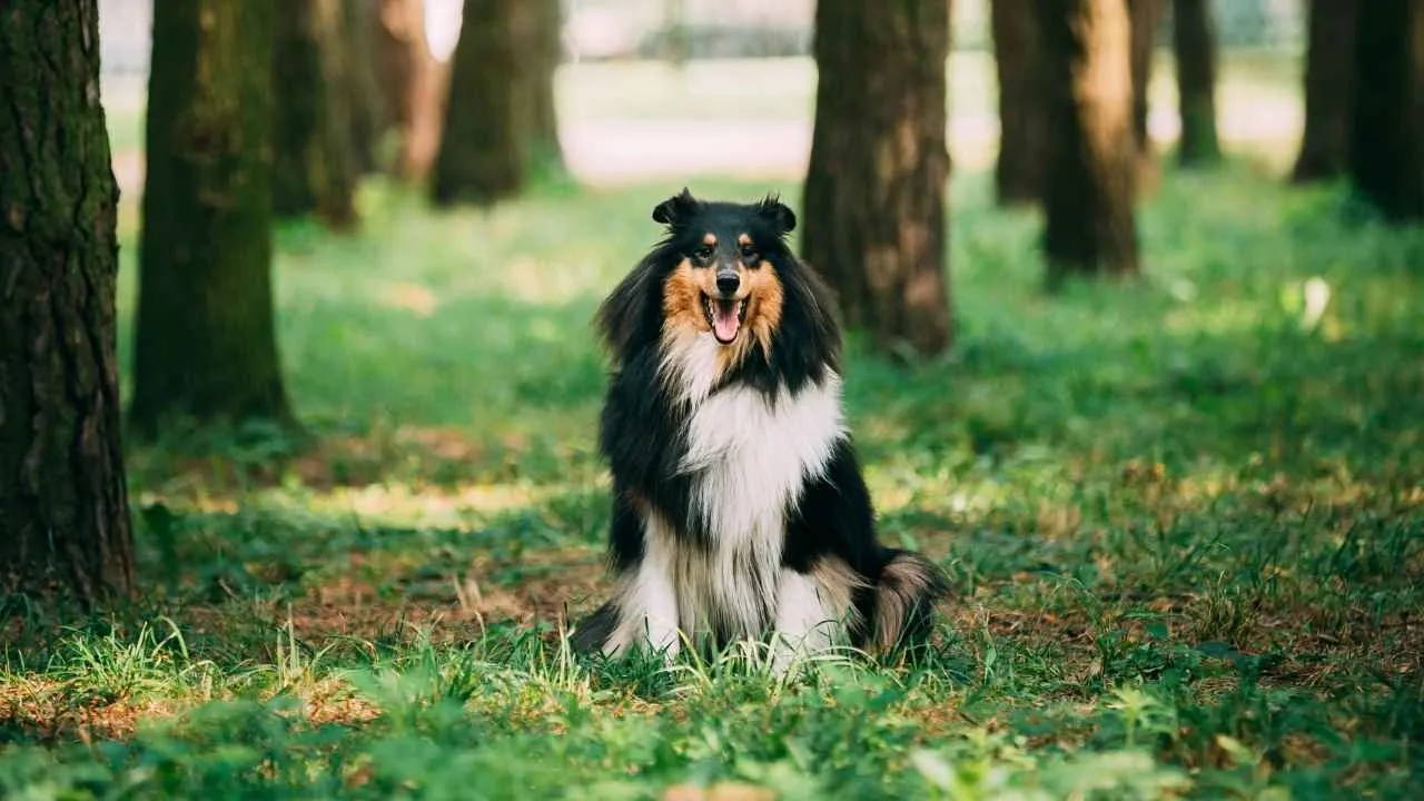 Collie