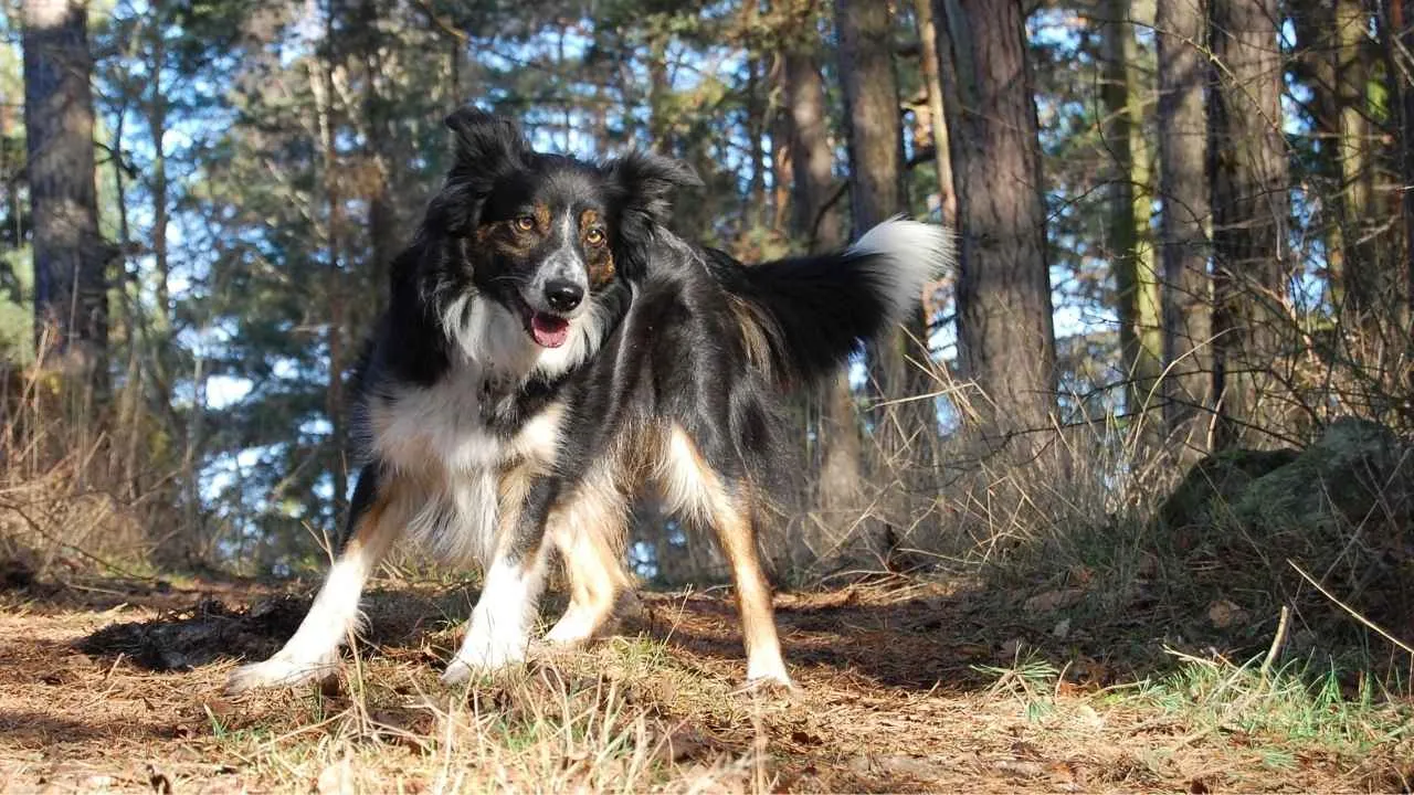 Collie