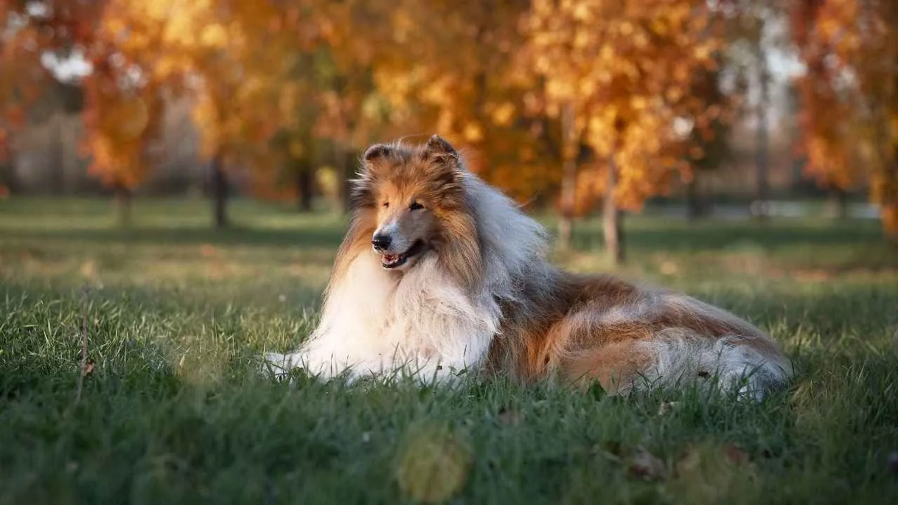 Collie