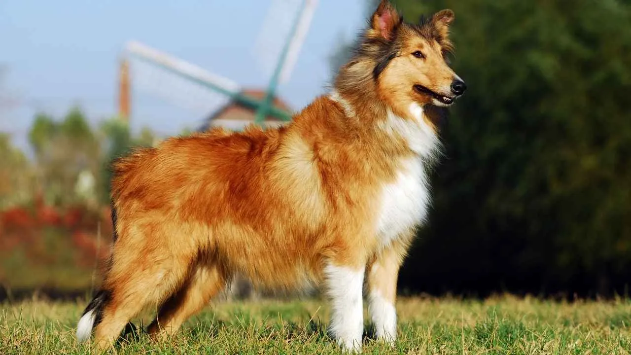 Collie