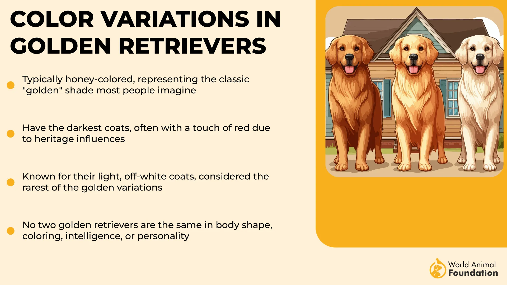 Color Variations in Golden Retrievers-01