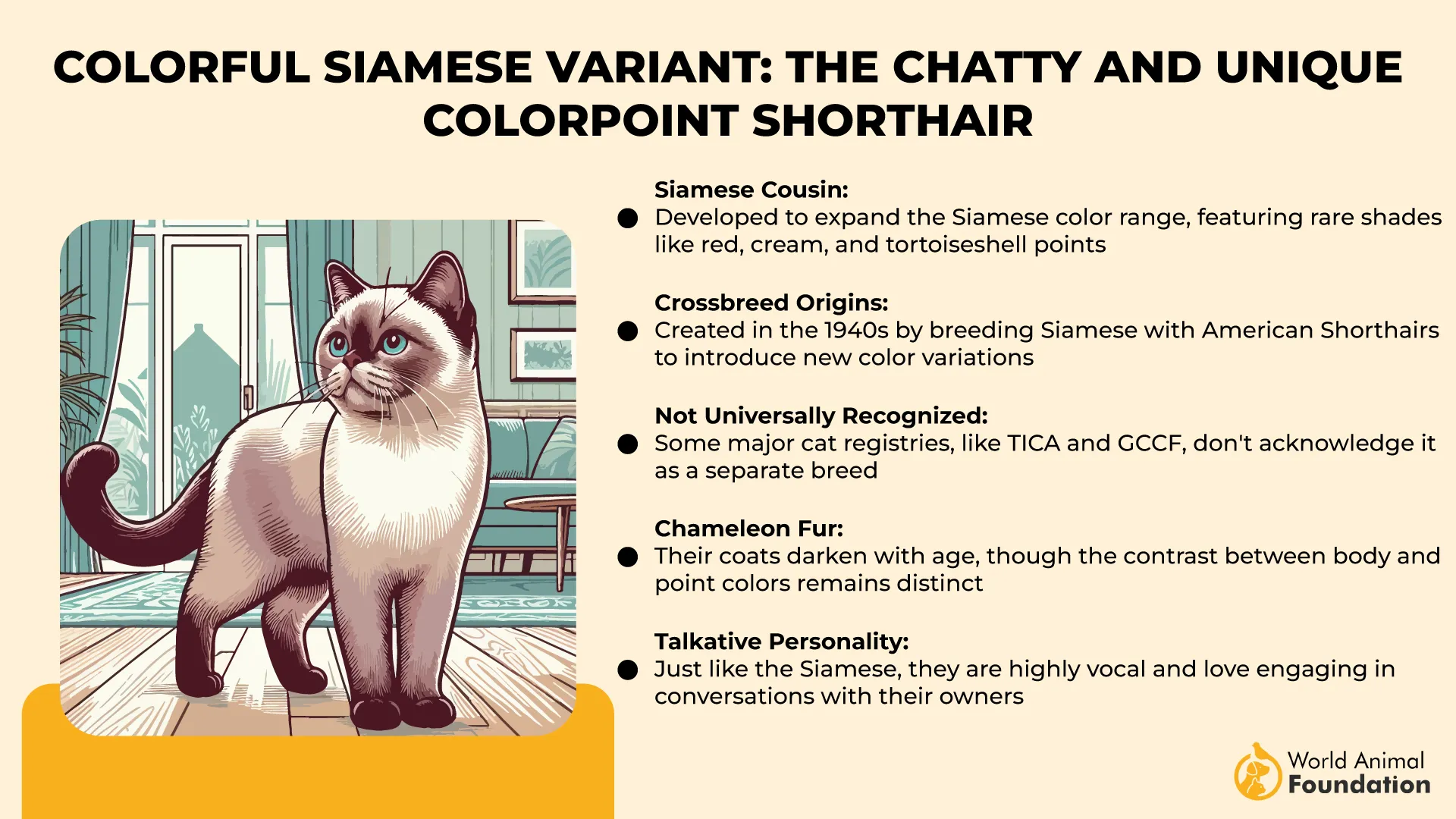 Colorful Siamese Variant The Chatty and Unique Colorpoint Shorthair-01