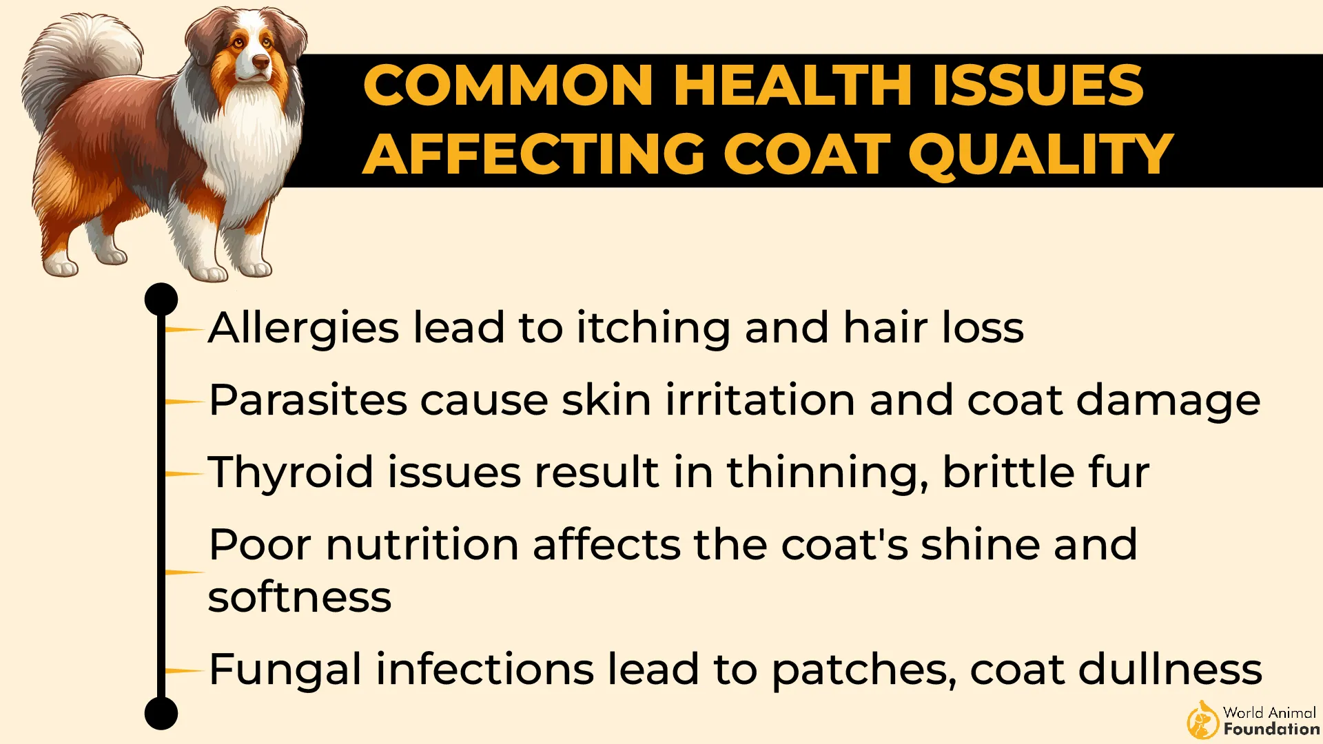 Common Health Issues Affecting Coat Quality-01