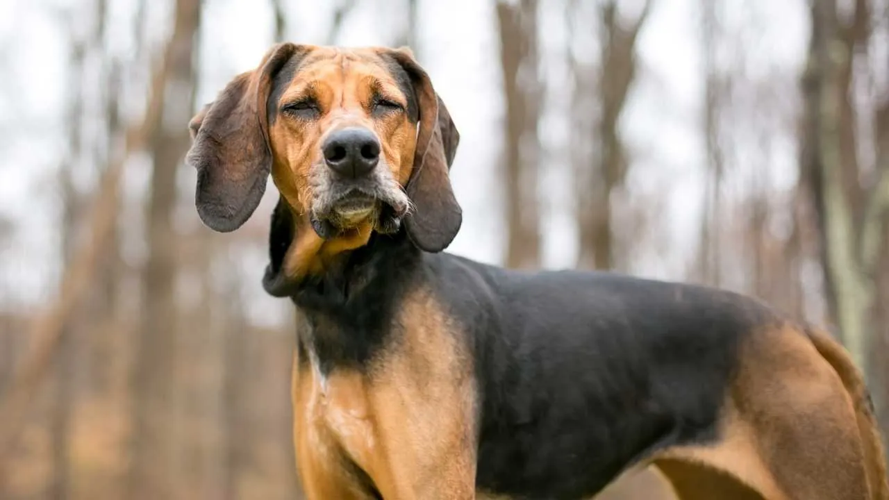2. Black and Tan Coonhound
