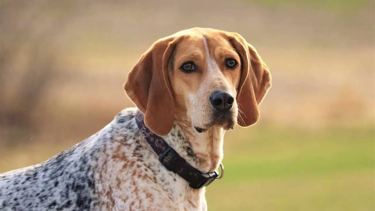 Coonhound