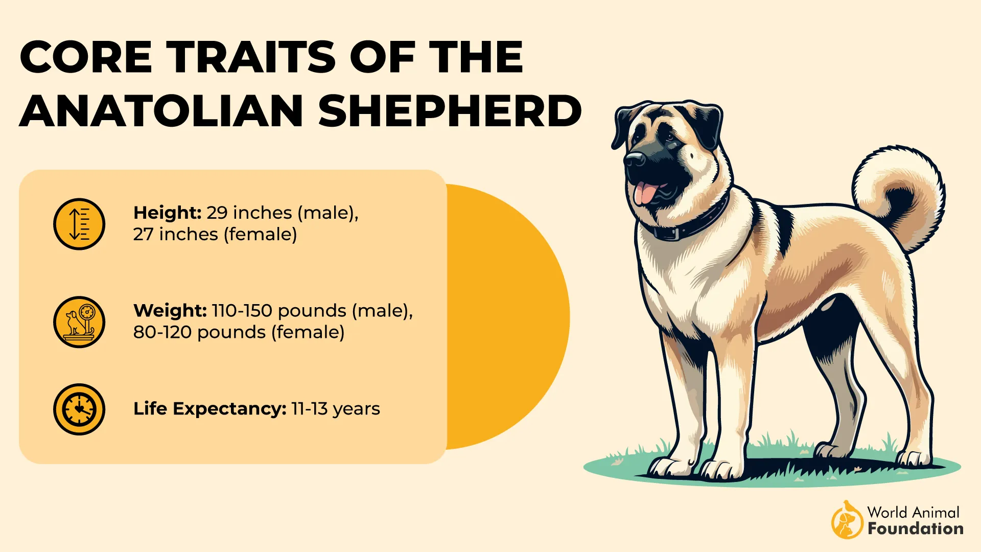Core Anatolian Shepherd Characteristics-01