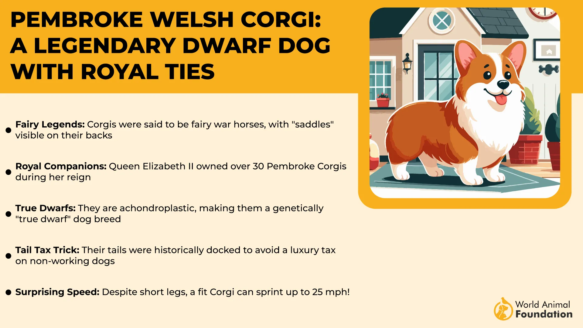 Corgi A Legendary Dwarf Dog with Royal Ties-01