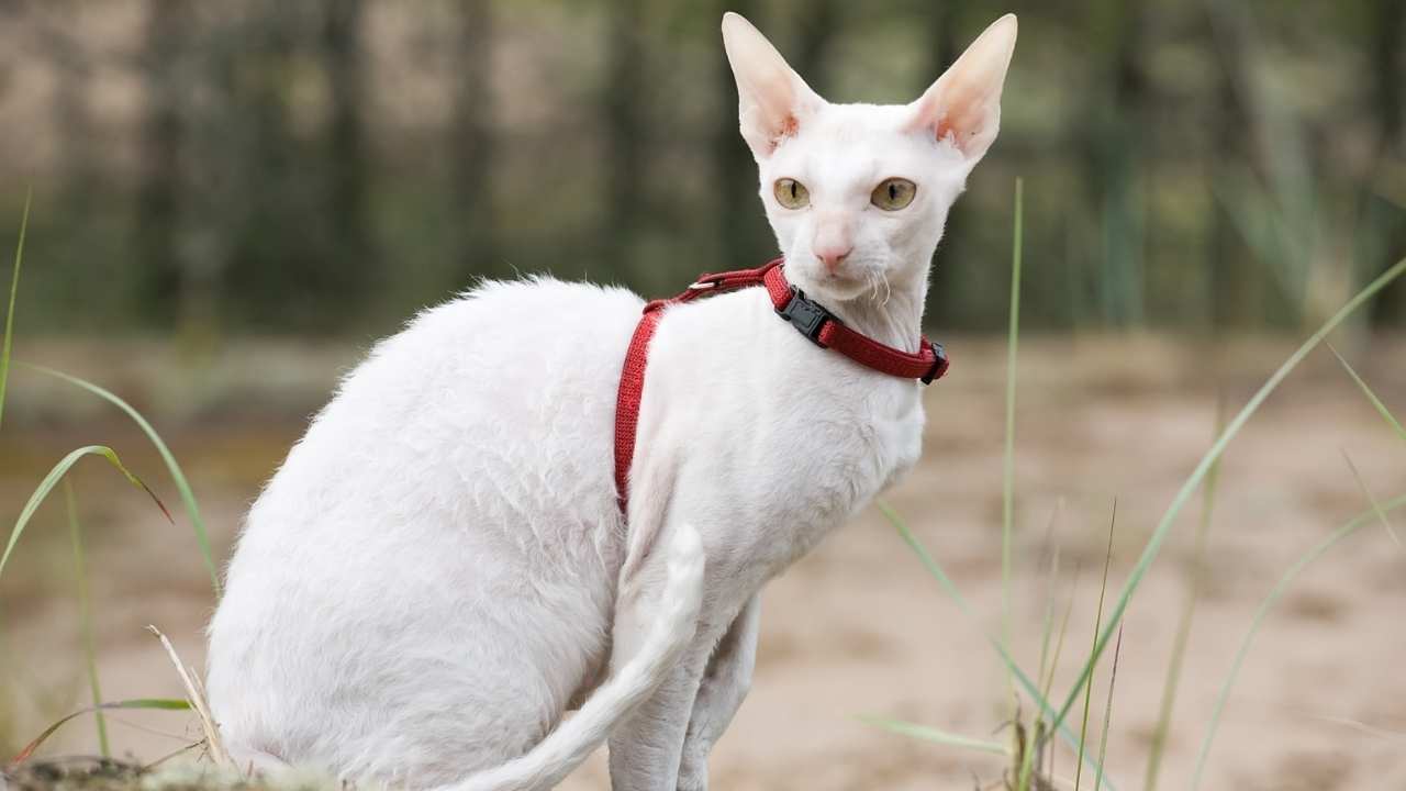 Cornish Rex