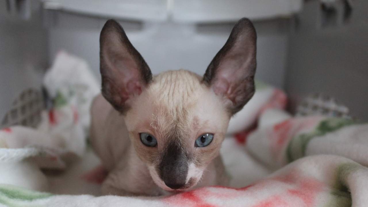 Cornish Rex