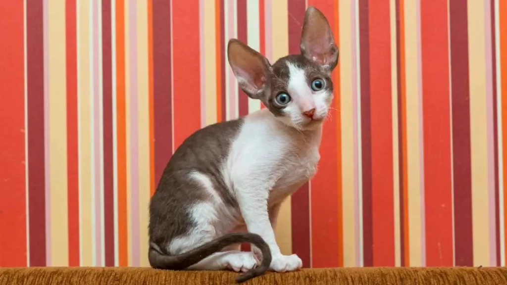 Cornish Rex