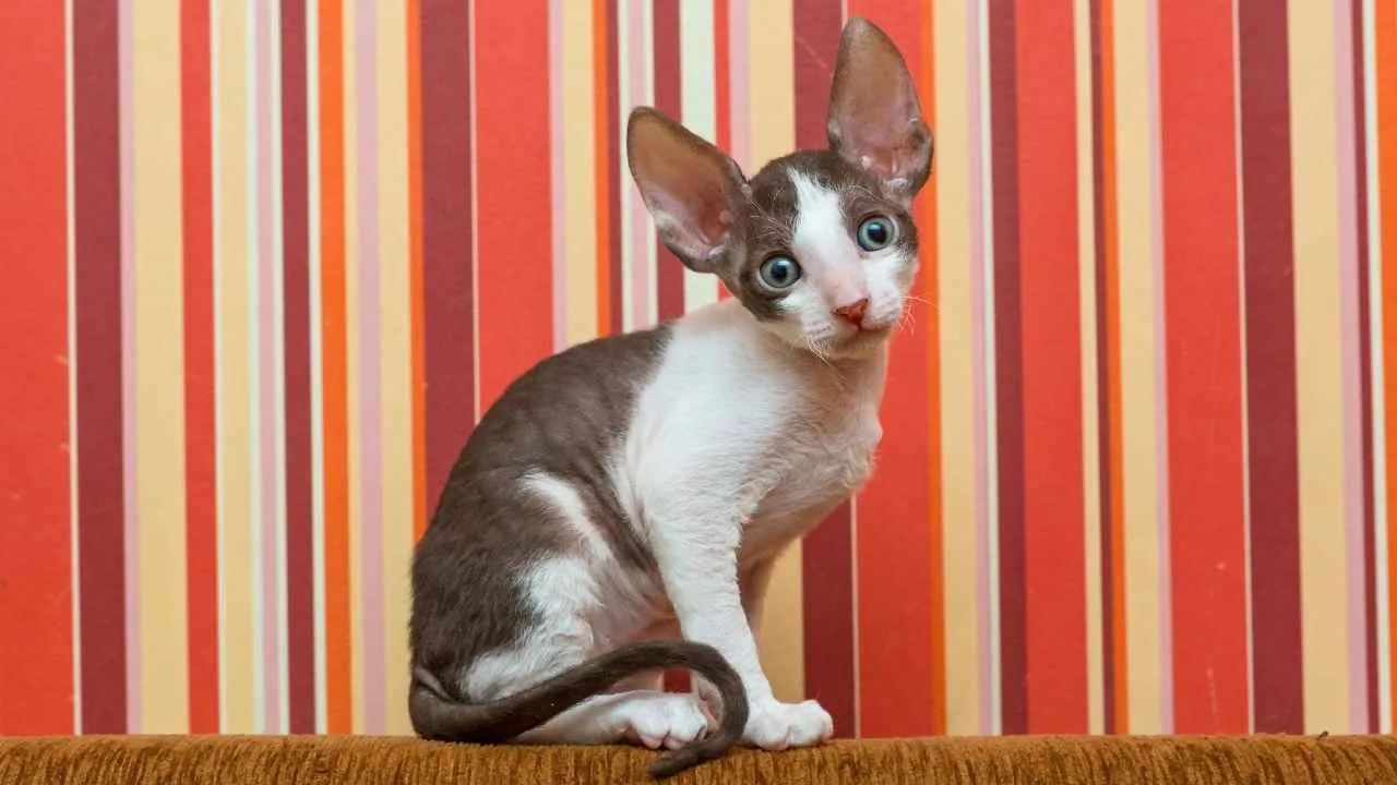 Cornish Rex