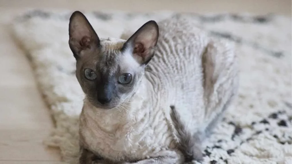 Cornish rex