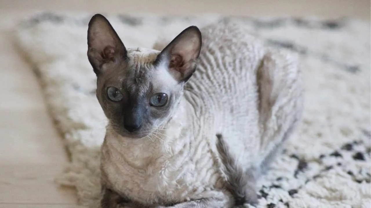 Cornish Rex