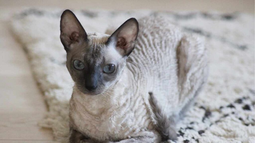 Cornish Rex