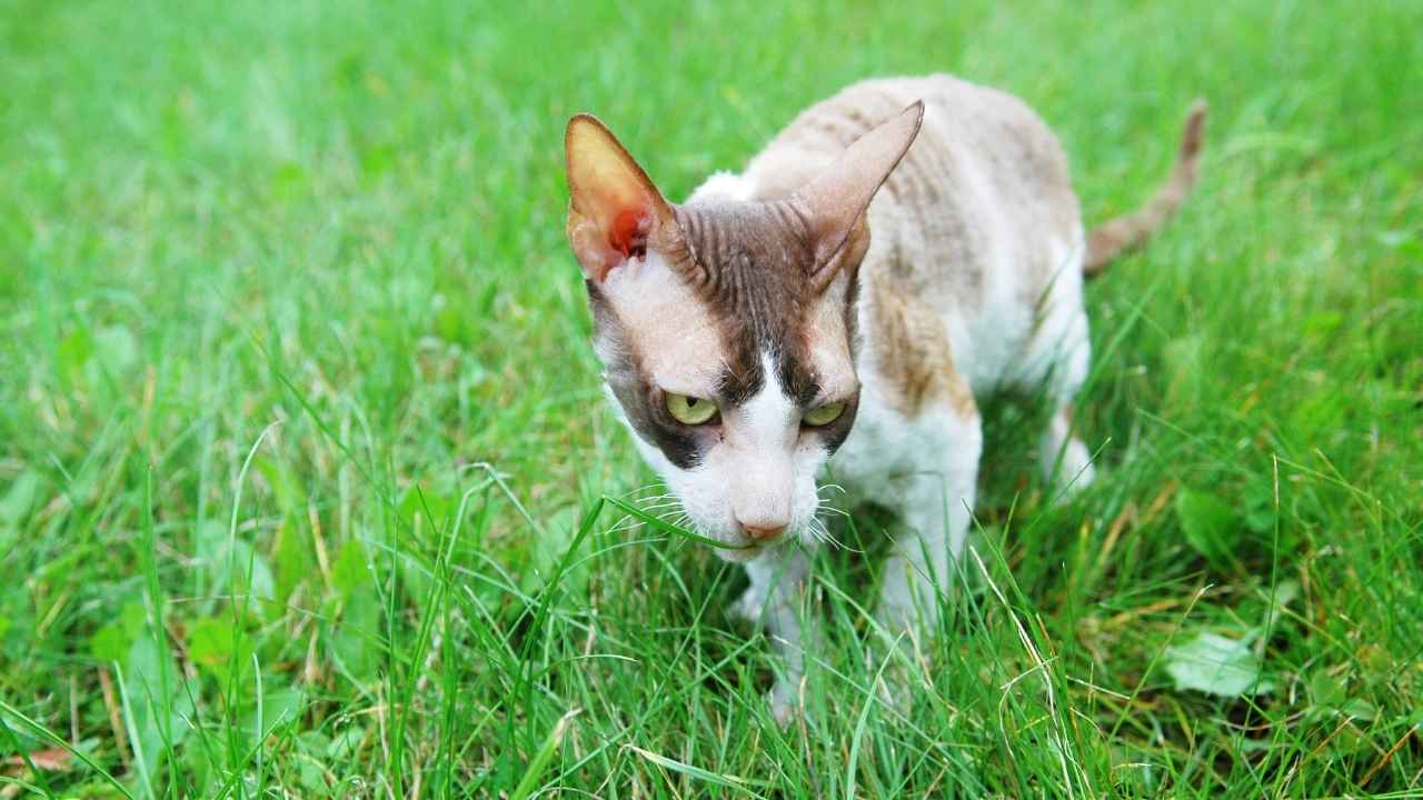 Cornish Rex