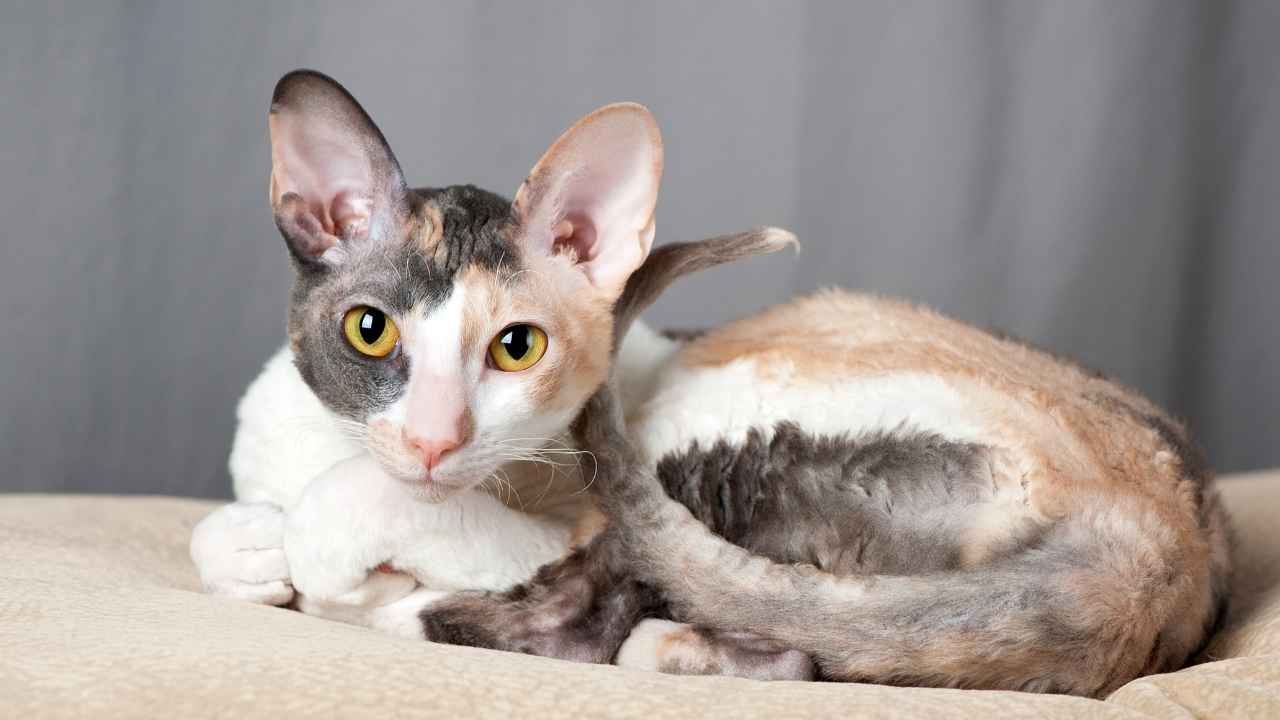 Cornish Rex