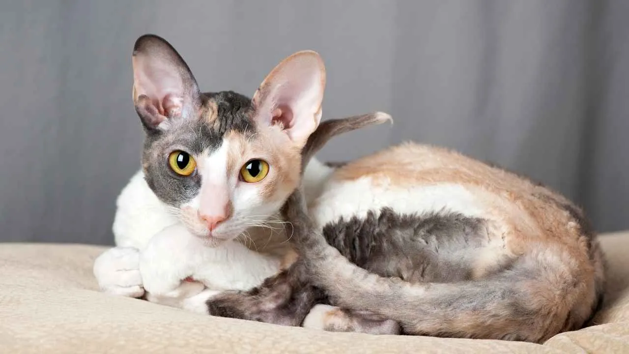 Cornish Rex