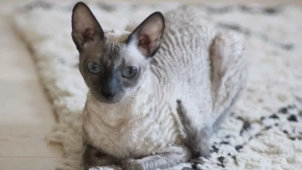 Cornish Rex