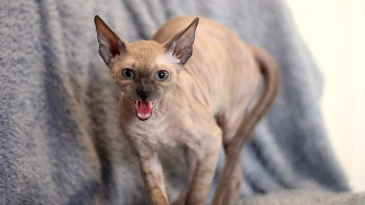 Cornish Rex