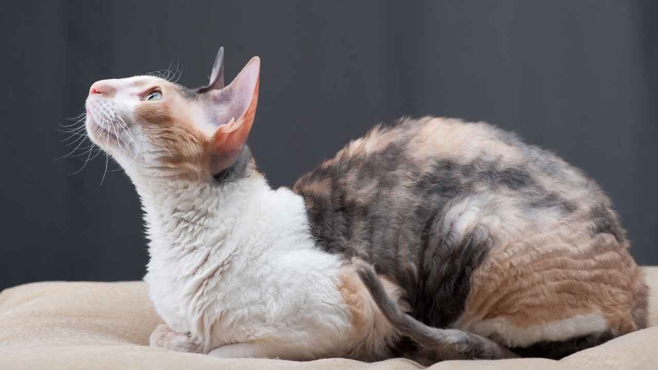 Cornish Rex
