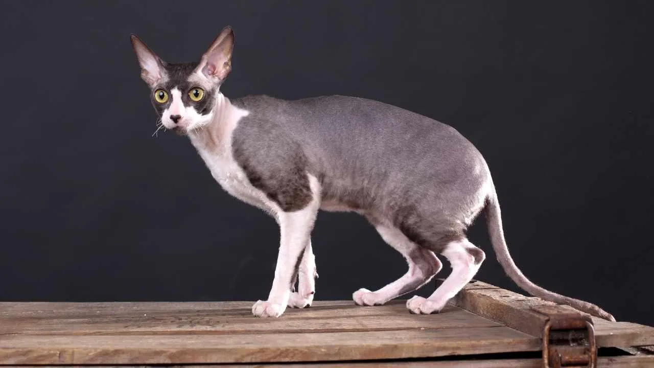 Cornish Rex