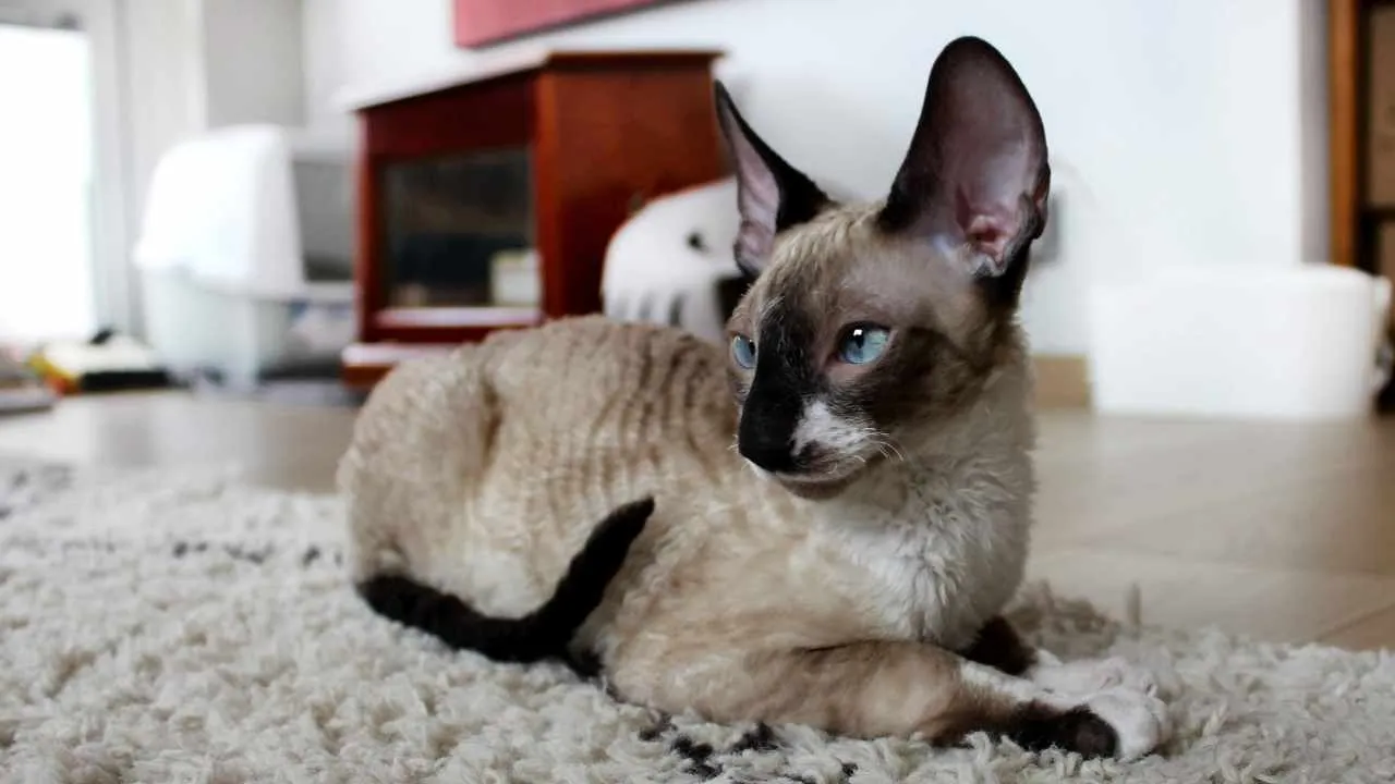 Cornish Rex