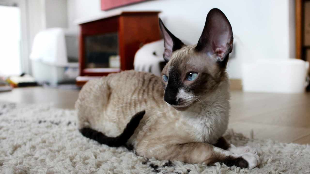 Cornish Rex