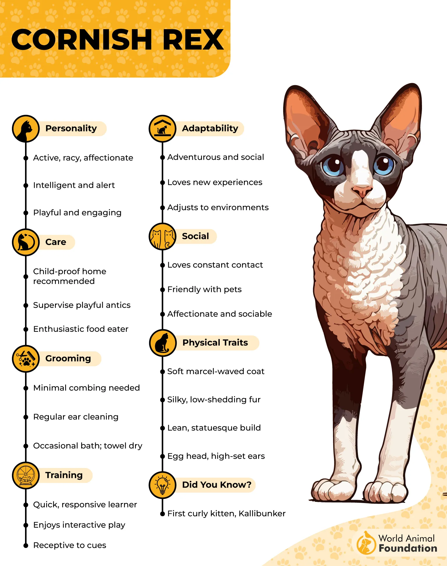 Cornish Rex Profile