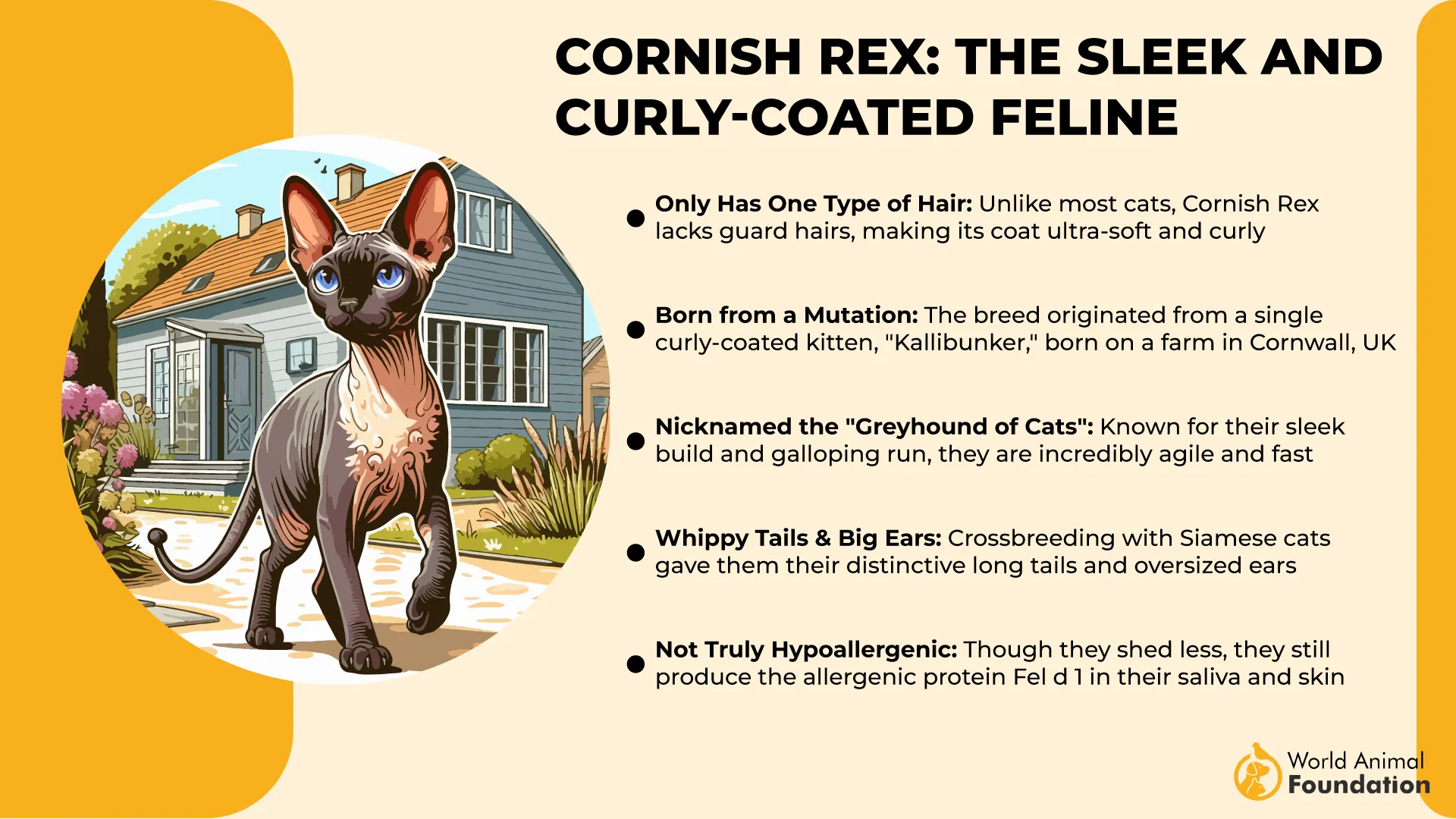 Cornish Rex The Sleek and Curly-Coated Feline-01