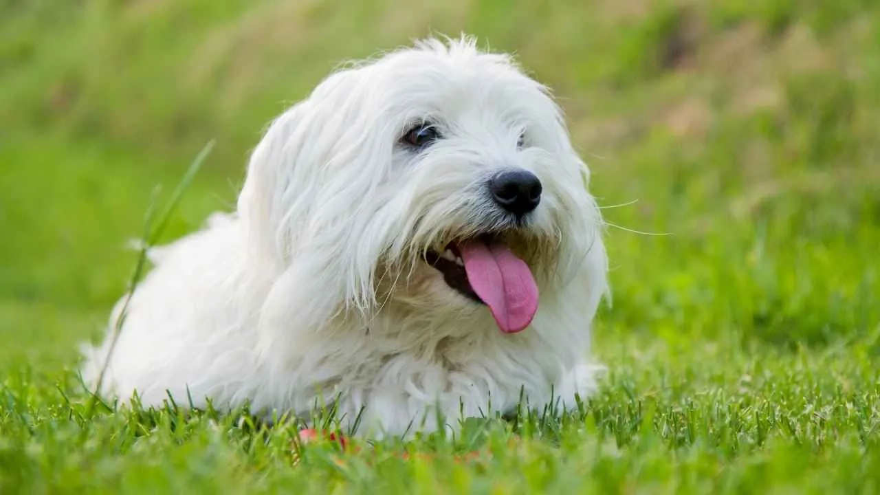 Coton de Tulear