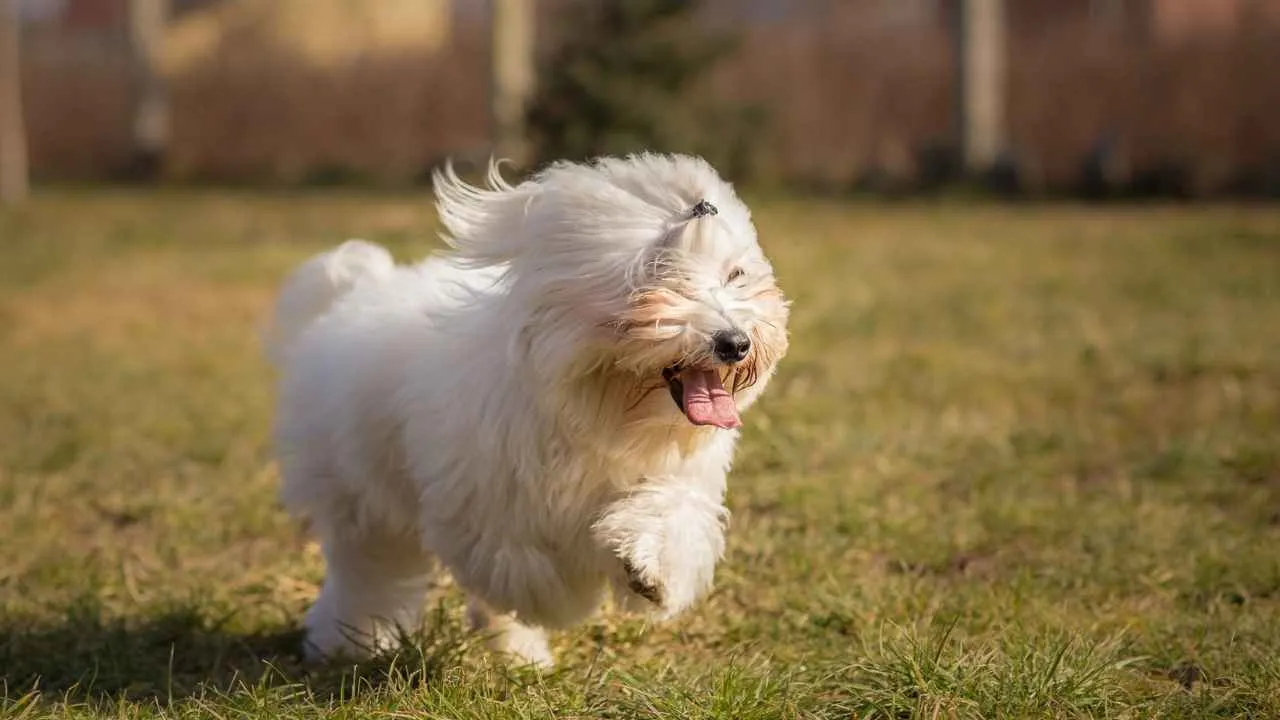Coton de Tulear