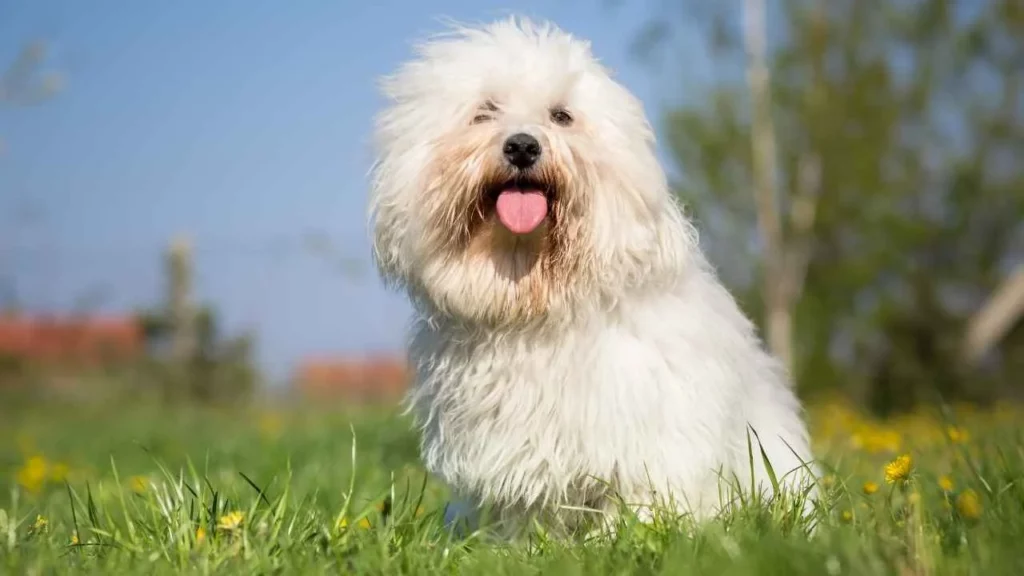 Coton de Tulear