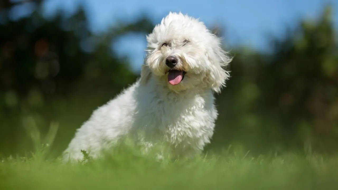 Coton de Tulear
